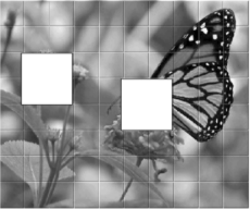 Imagen de la mariposa sobre flores con dos huecos cuadrados blancos.